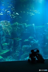 男鹿水族館にてⅡ