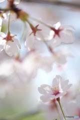 春日和Ⅱ