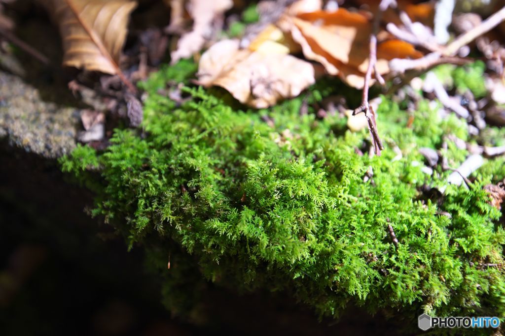 苔のオブジェⅠ