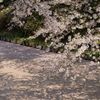 弘前城のさくら その⑭