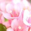 ま～るい粒