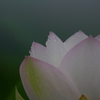 夏の終わりⅡ