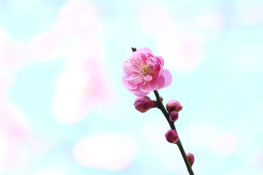 春の空は恋の色