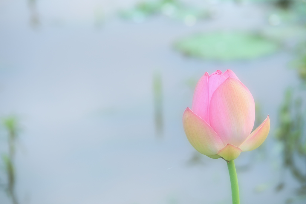 真夏の水辺に