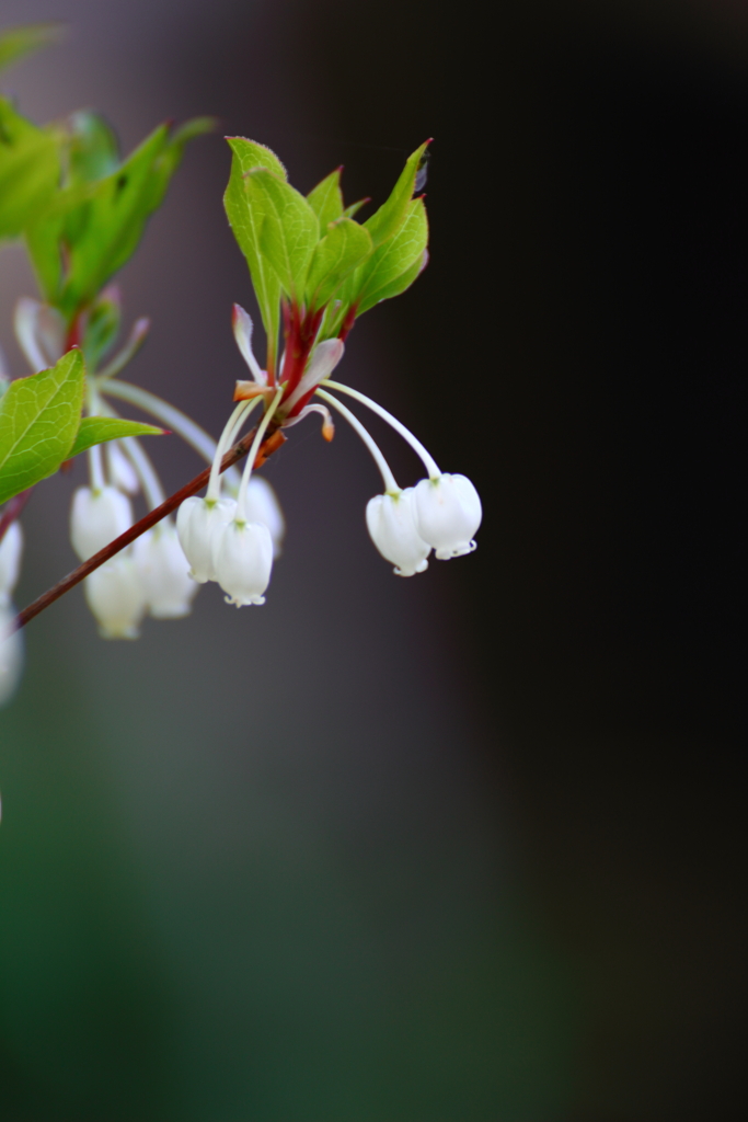 Little Bell