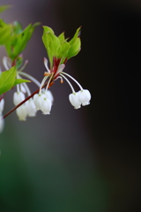 Little Bell