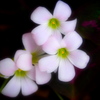 白い華