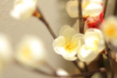 春を連れてきた