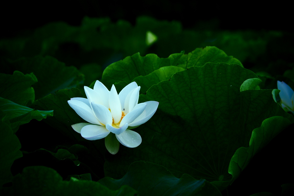 perfect　white