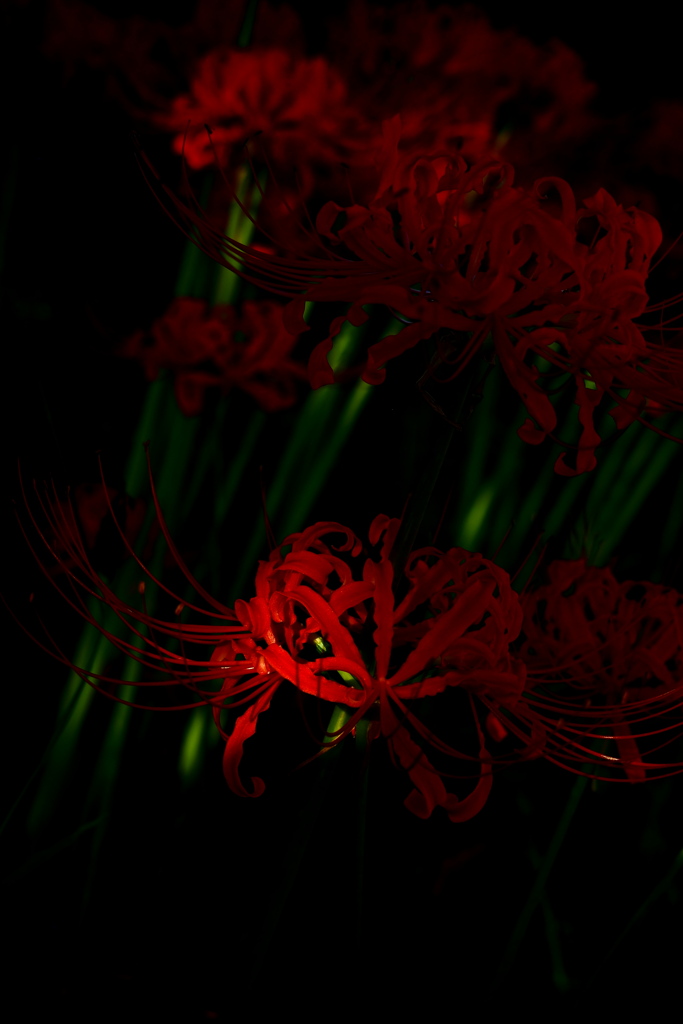 曼珠沙華
