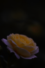 薄闇に光る