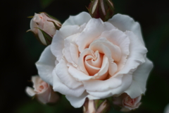 antique rose