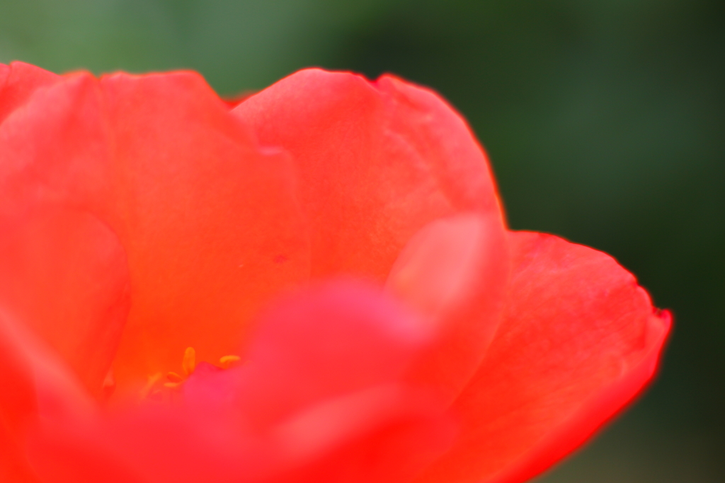 花芯