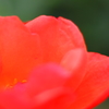 花芯