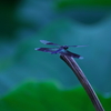 deep blue 