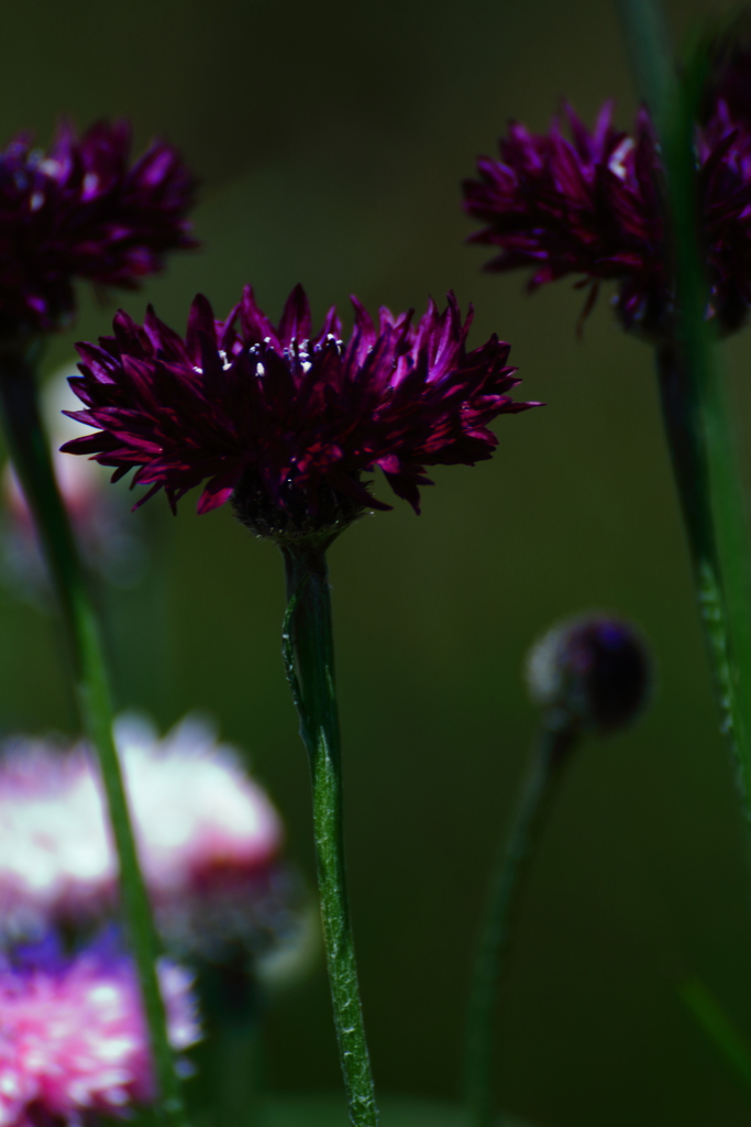 Deep purple