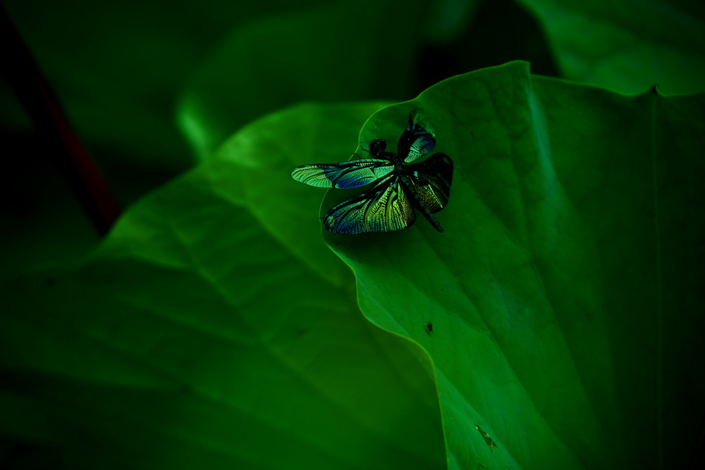 玉虫色の蜻蛉