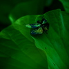 玉虫色の蜻蛉