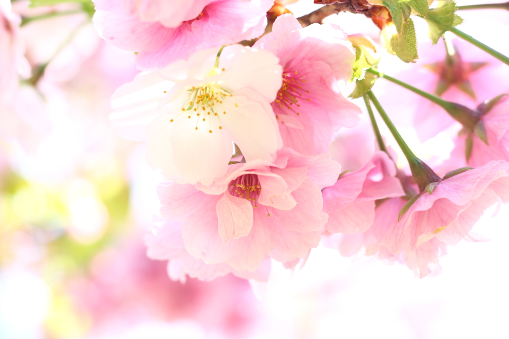 からふる