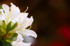 赫い影　白い花