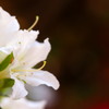 赫い影　白い花
