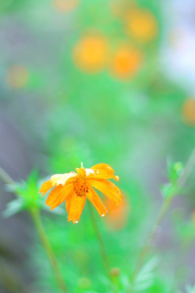 ・・・また雨か