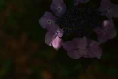 ひかげもののわたしでも