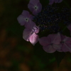 ひかげもののわたしでも