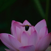 背中