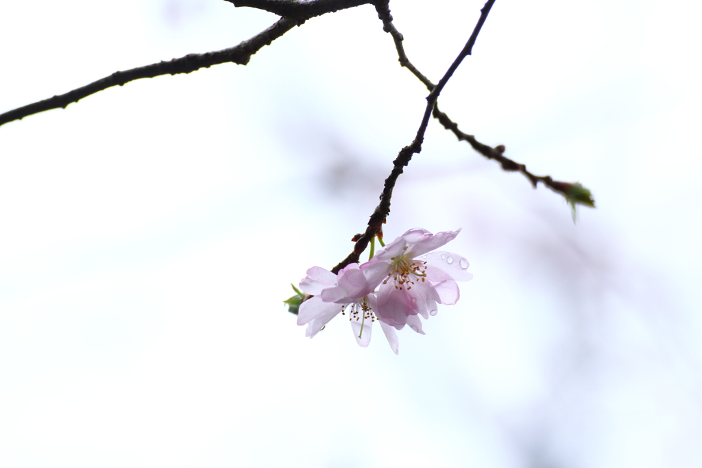 可憐な花
