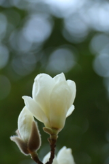 白い木蓮