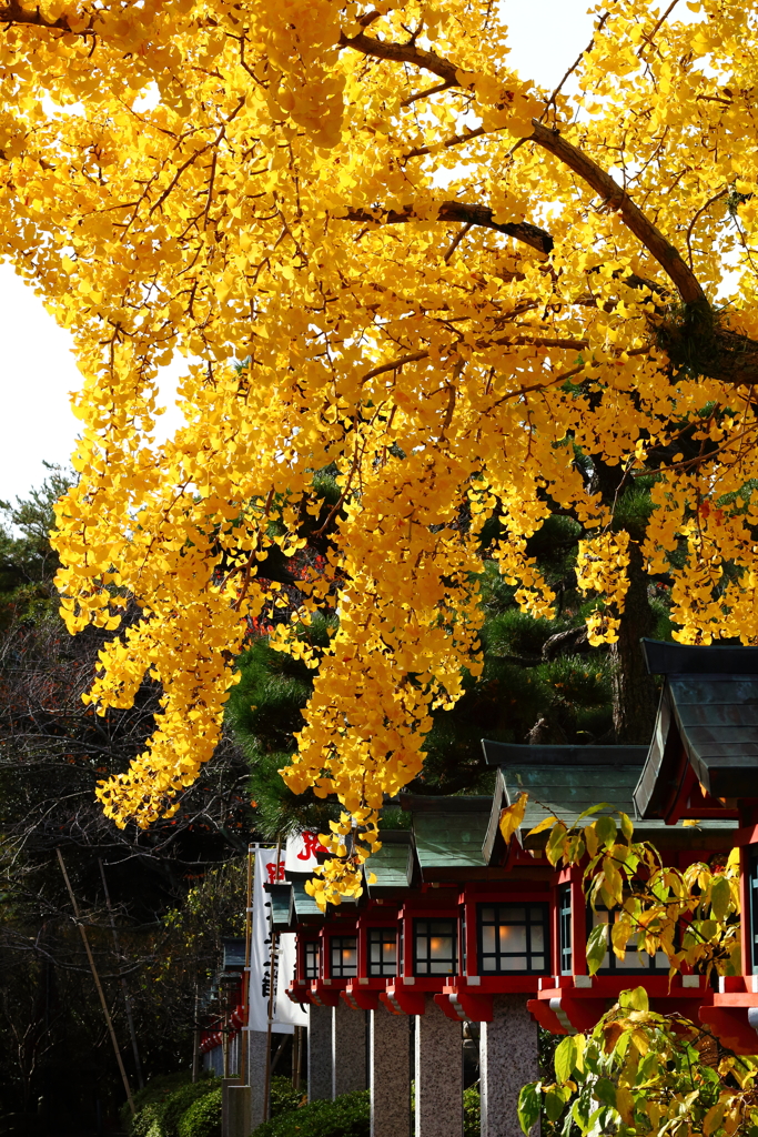 銀杏