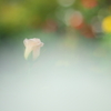 花園