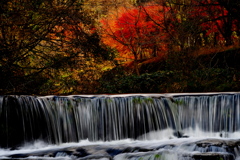 １１月の水辺で