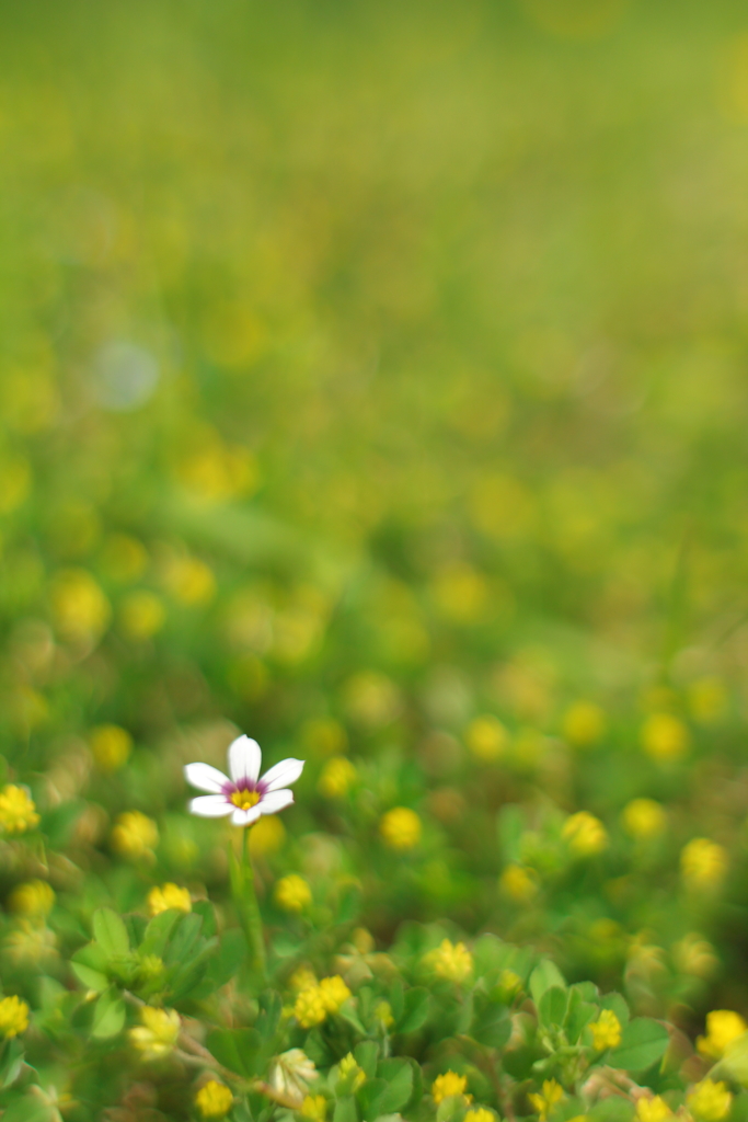 ちいさな花たちの世界
