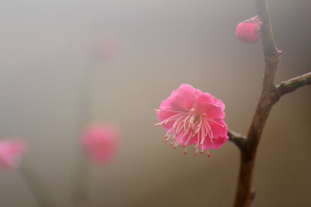 春は来る