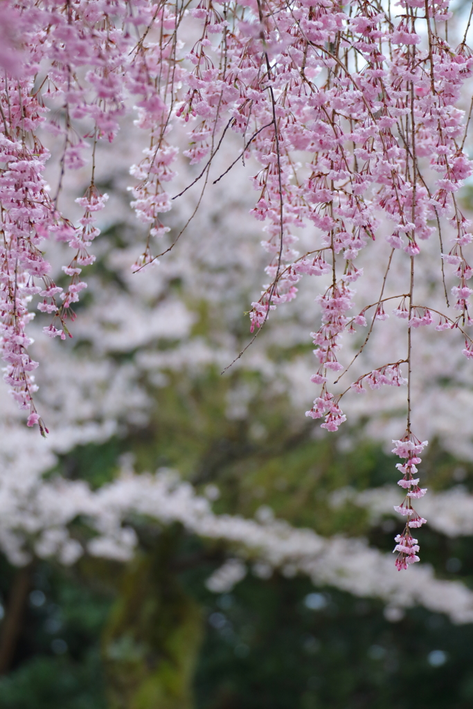 流れ落ちる桜