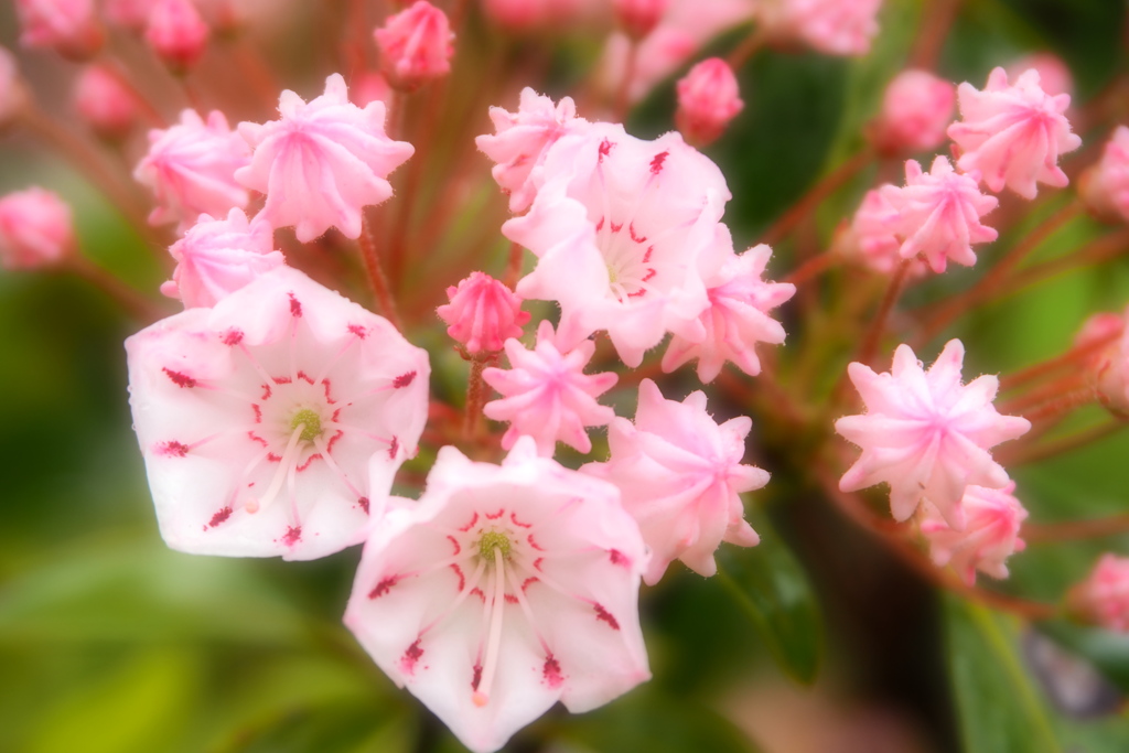 花もいいけど蕾もね！