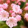 花もいいけど蕾もね！
