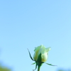 愛情一本