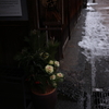 真冬の軒先