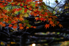 尾山神社の紅葉