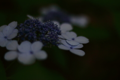 夏に想う