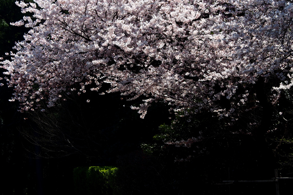 大乗寺山の桜