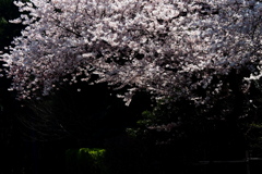 大乗寺山の桜