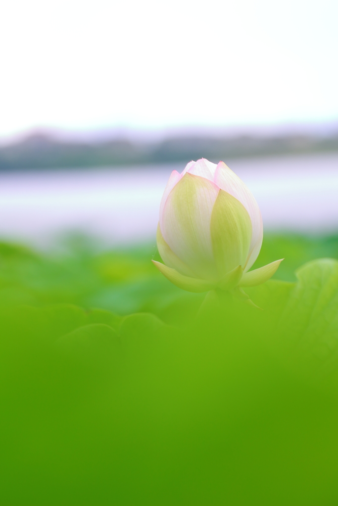 夏を待つ花