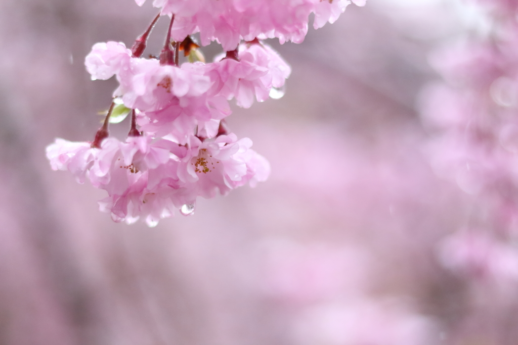 やさしい雨に