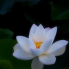 夢ひらく