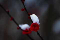 紅‐白雪