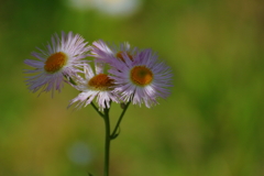 日影に避難する